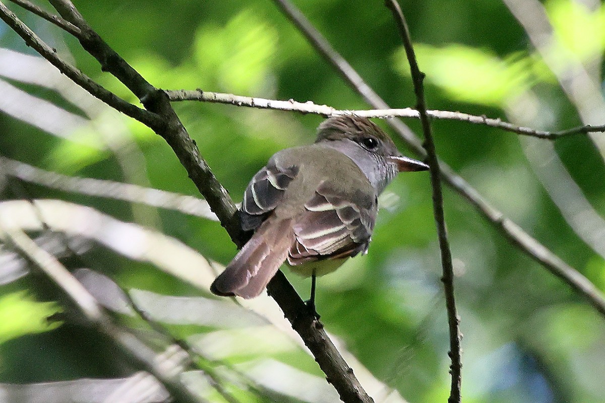 Great Crested Flycatcher - ML616595209