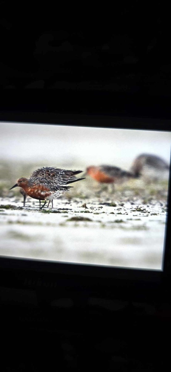 Red Knot - ML616595218
