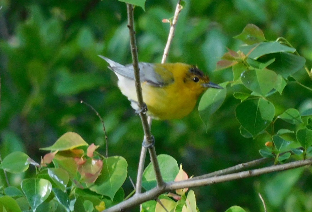 Prothonotary Warbler - Kathy Rhodes