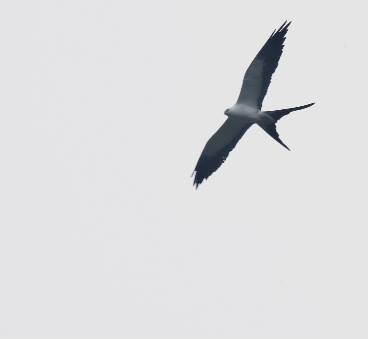 Swallow-tailed Kite - ML616595499