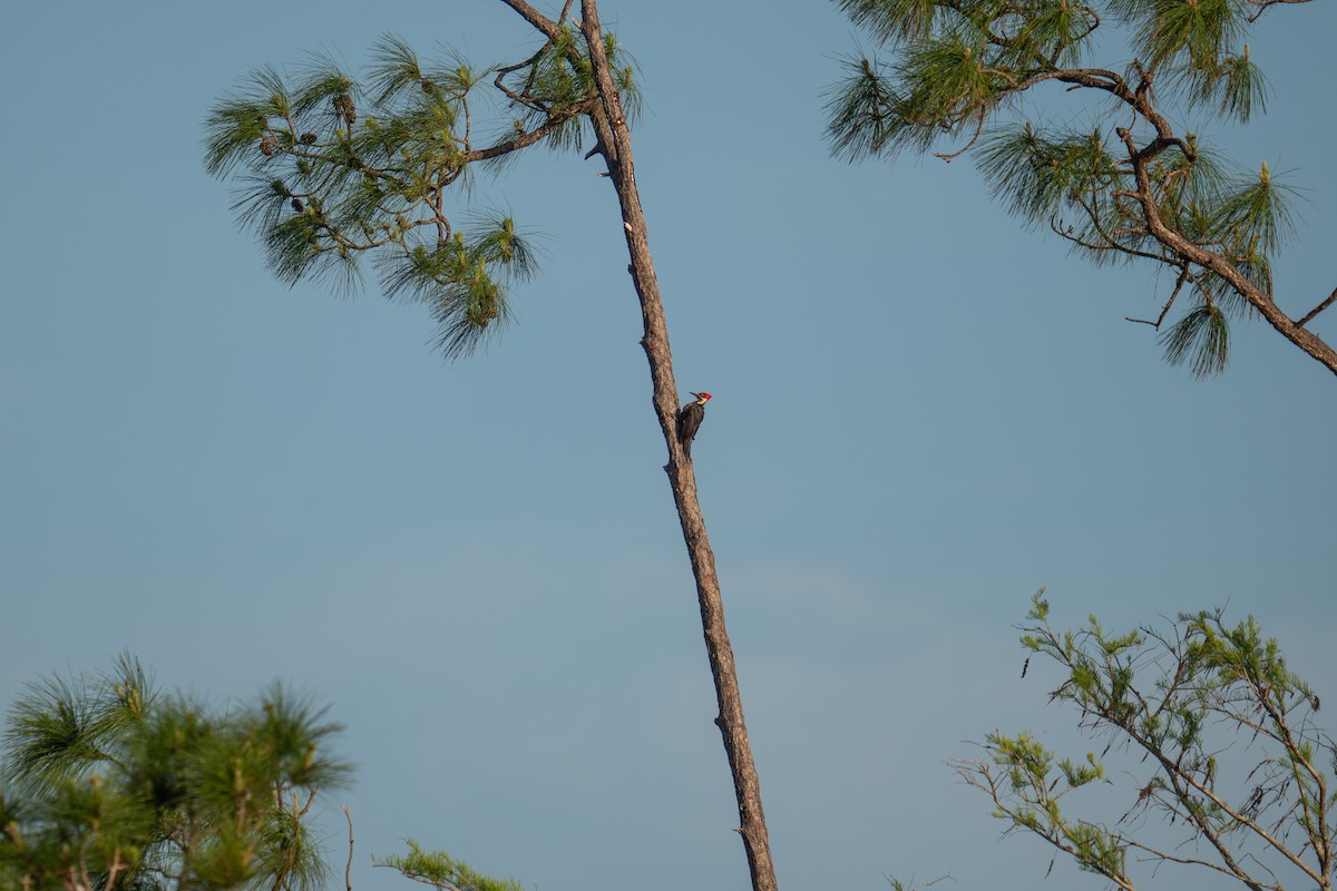 Pileated Woodpecker - Jason Cole