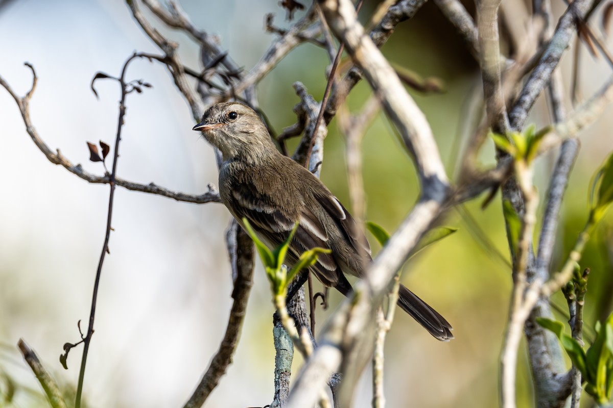 Northern Mouse-colored Tyrannulet - ML616595514