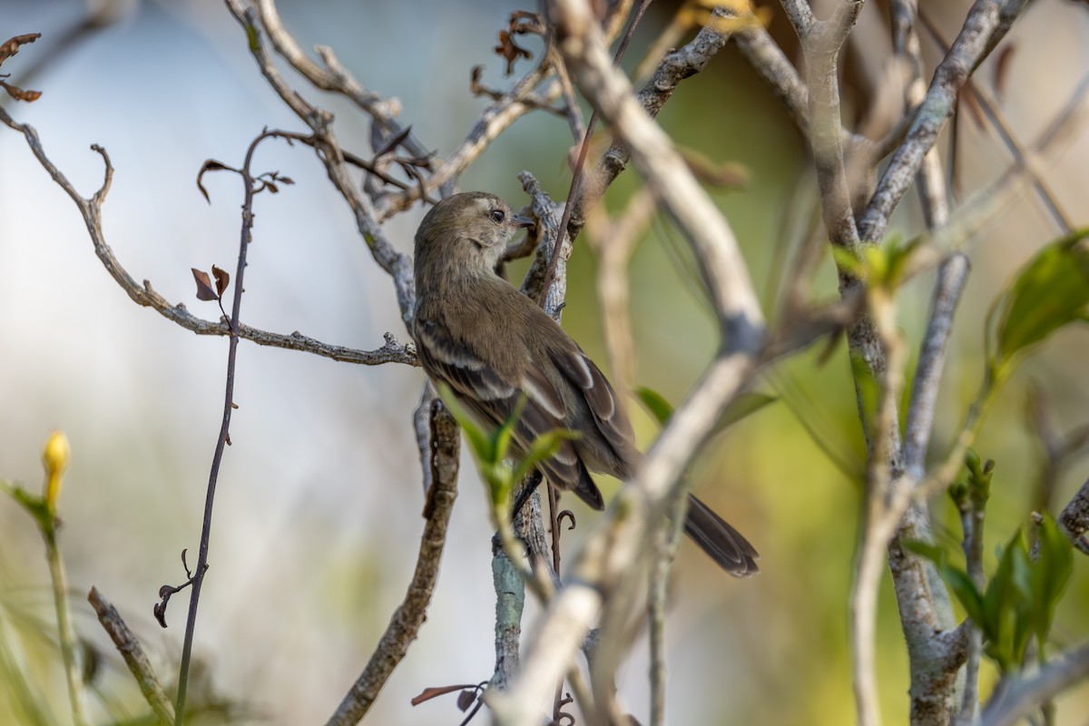 Northern Mouse-colored Tyrannulet - ML616595515