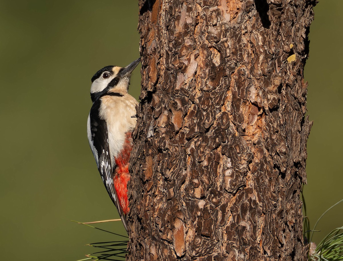 Great Spotted Woodpecker (Canarian) - ML616595529
