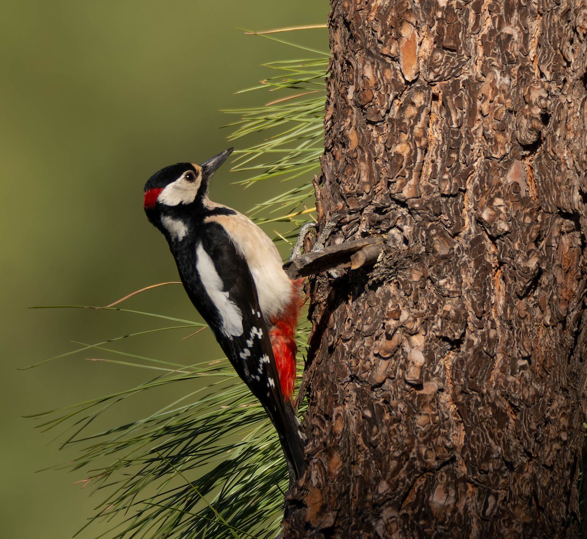 Great Spotted Woodpecker (Canarian) - ML616595530