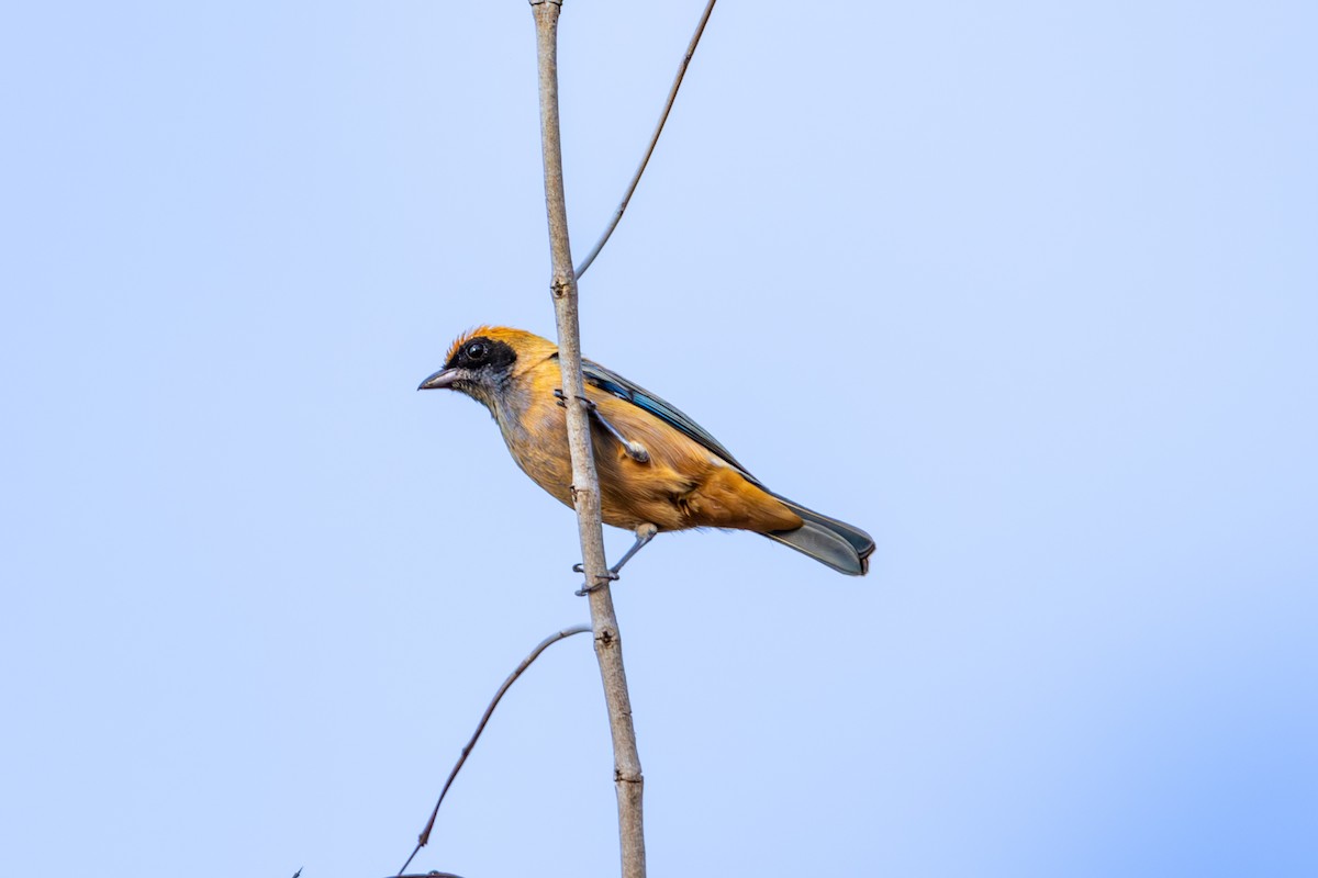 Burnished-buff Tanager - ML616595537
