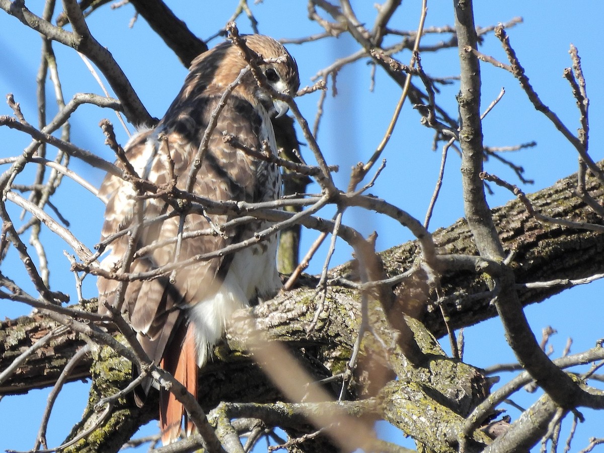 Red-tailed Hawk - ML616595595