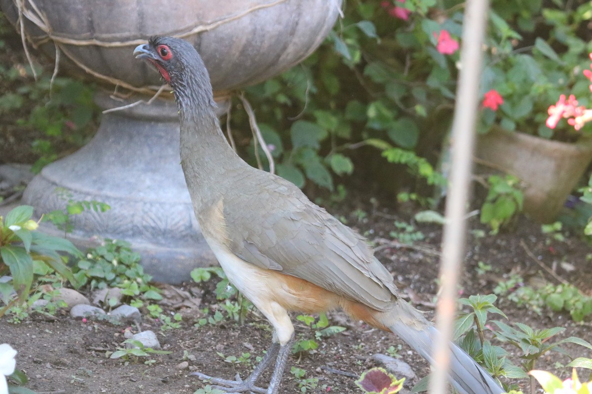 West Mexican Chachalaca - ML616595717