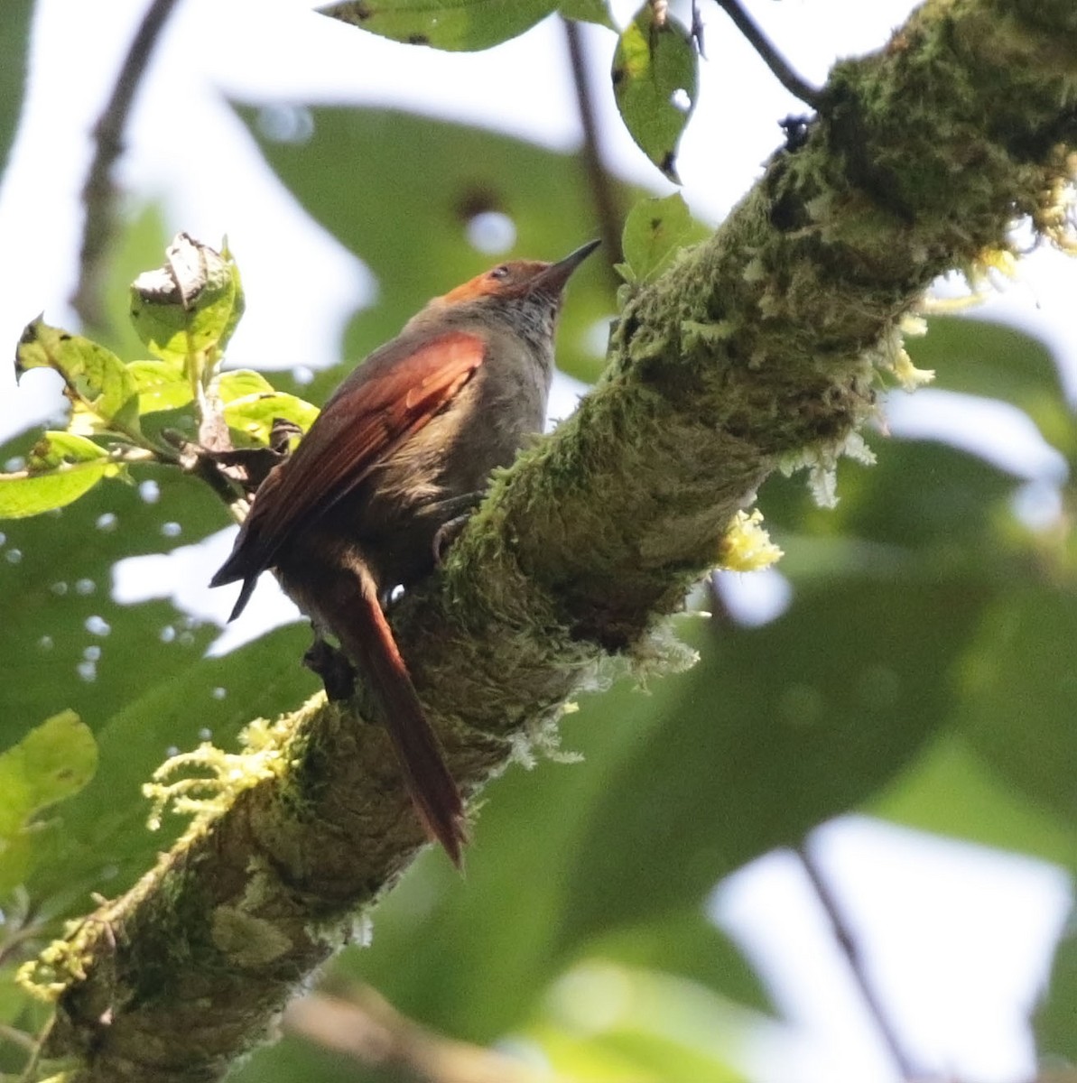 Red-faced Spinetail - ML616595748