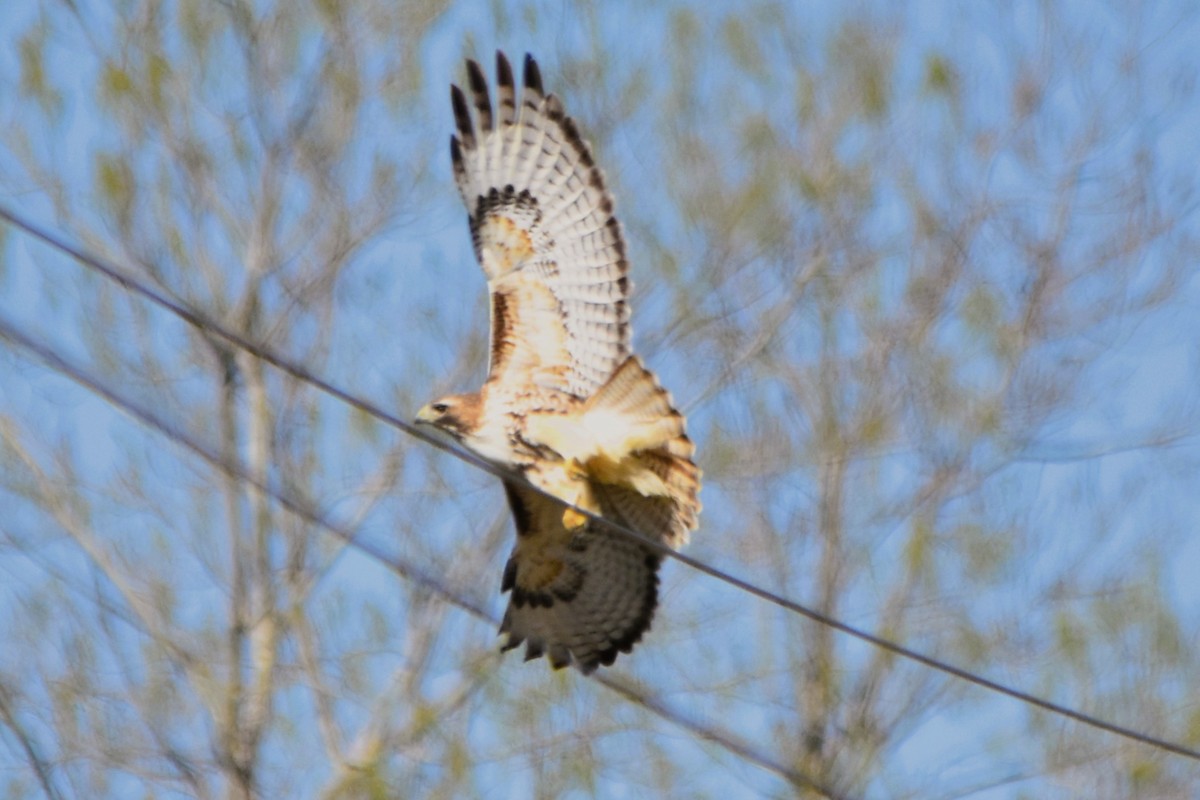 Red-tailed Hawk - ML616595760