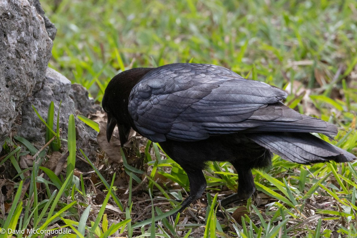 American Crow - ML616595765