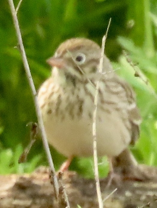 Vesper Sparrow - ML616595781
