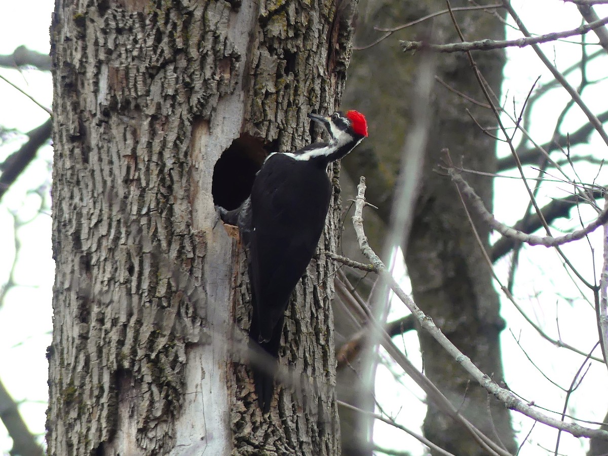 Pileated Woodpecker - André Labelle