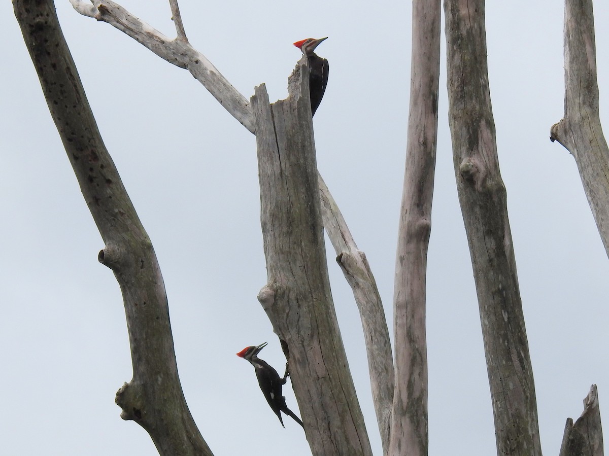 Pileated Woodpecker - ML616595878