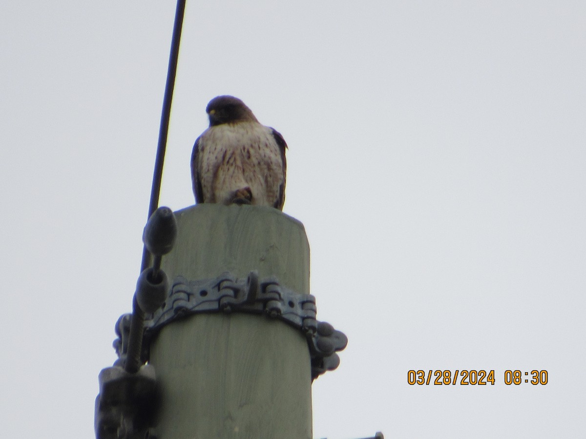 Red-tailed Hawk - ML616595902