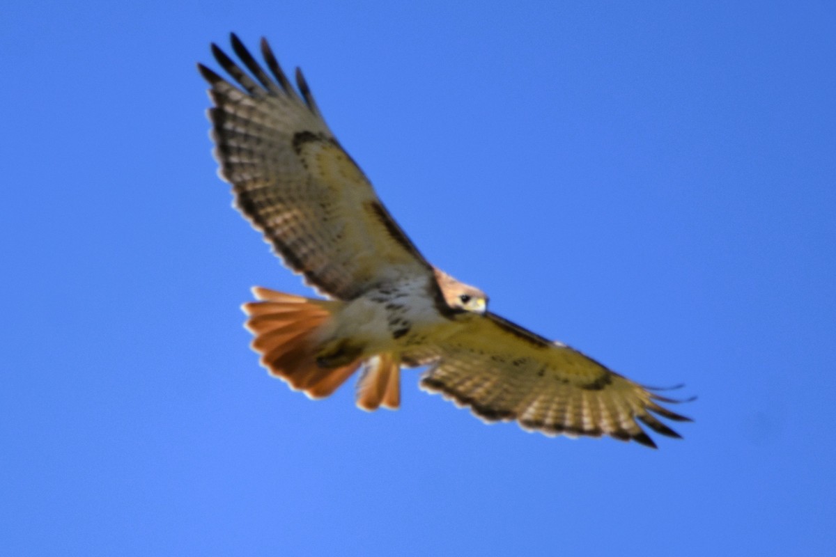 Red-tailed Hawk (borealis) - ML616595907