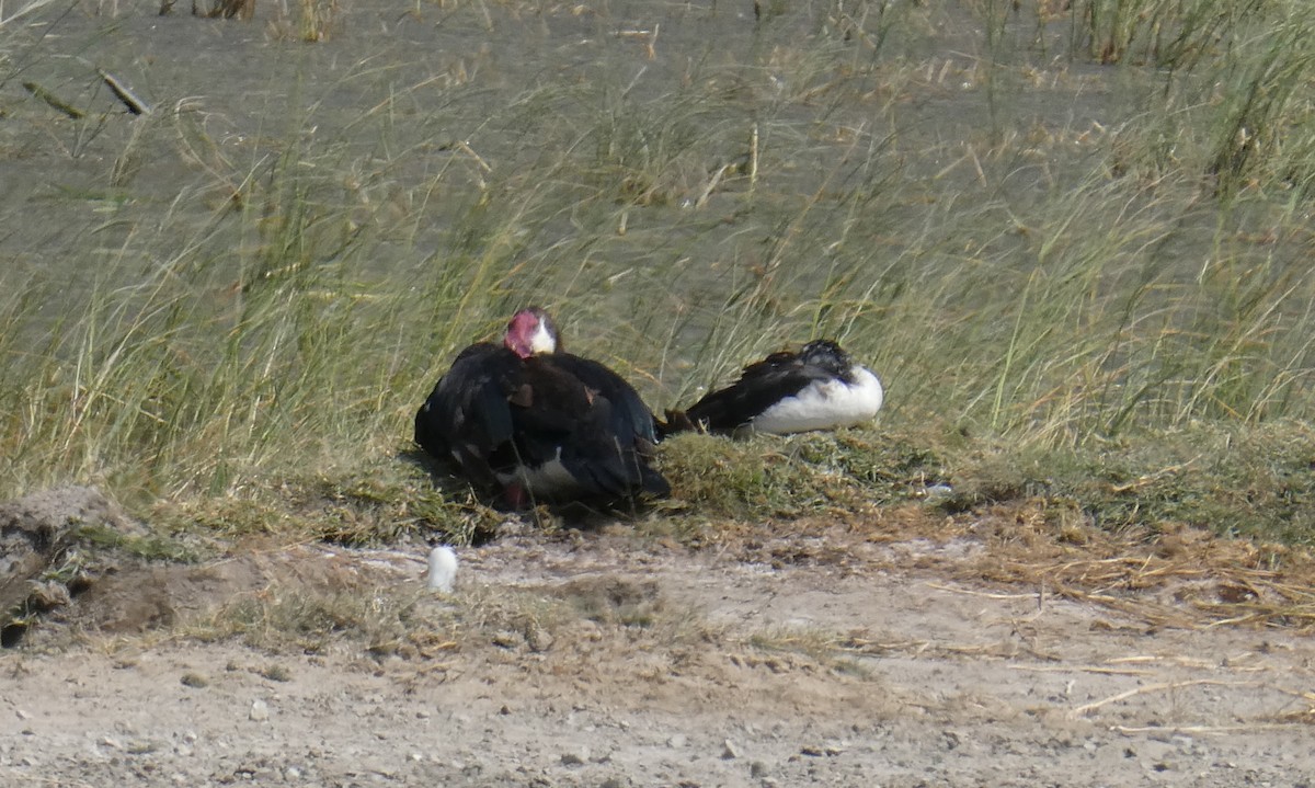 Spur-winged Goose - ML616595921