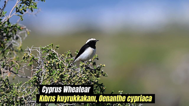 Cyprus Wheatear - ML616595958