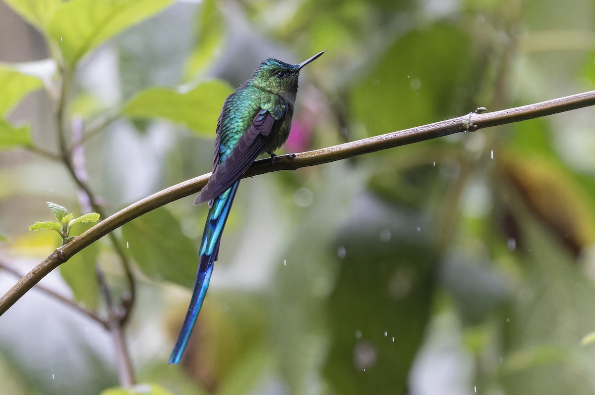 Long-tailed Sylph - ML616595983