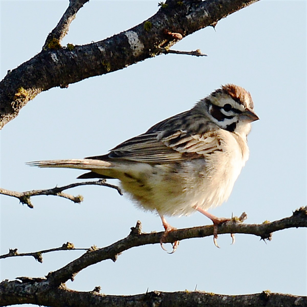 Lark Sparrow - ML616595992