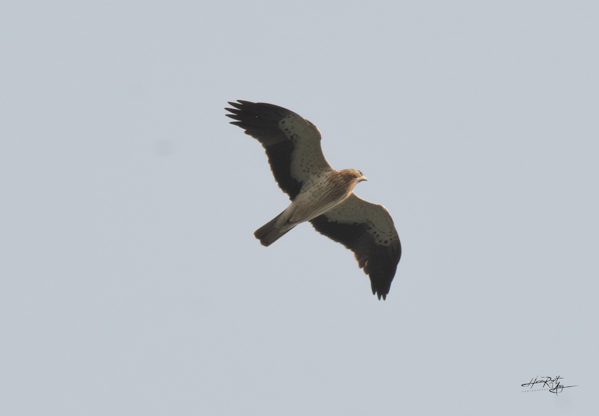Booted Eagle - HARUN RESIT UNEY