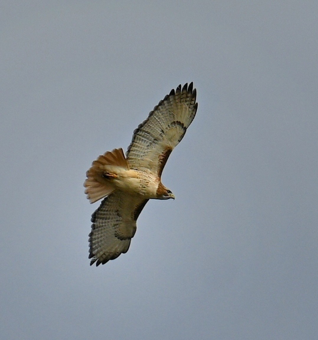 Red-tailed Hawk - ML616596004