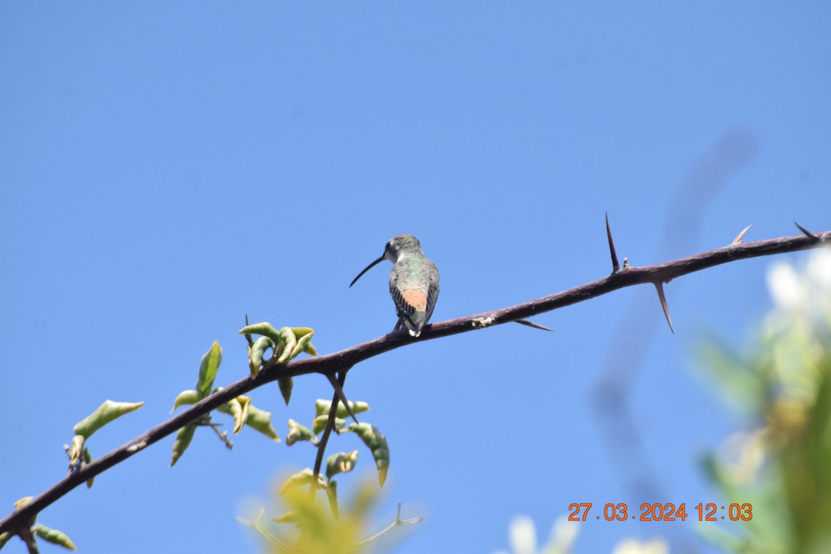 Oasis Hummingbird - ML616596117