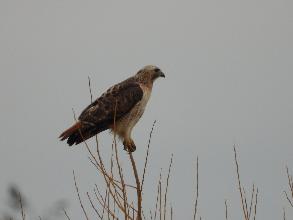 Red-tailed Hawk - Louis Cote