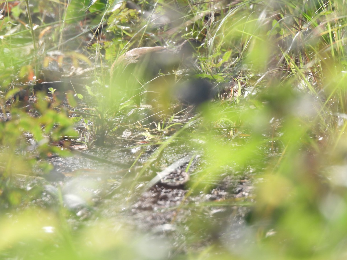 Tinamou à petit bec - ML616596140
