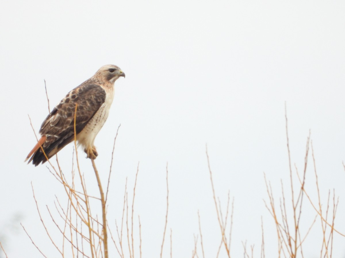 Red-tailed Hawk - ML616596148