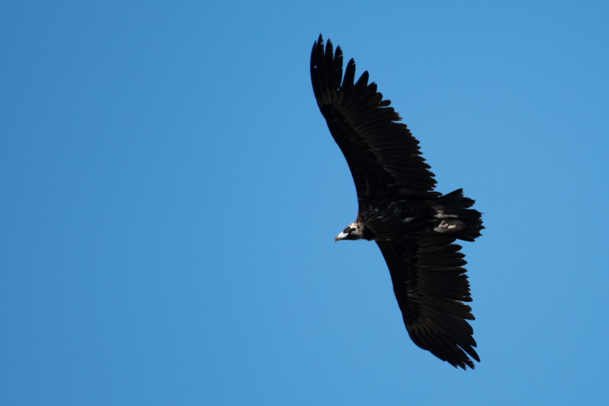 Cinereous Vulture - ML616596152