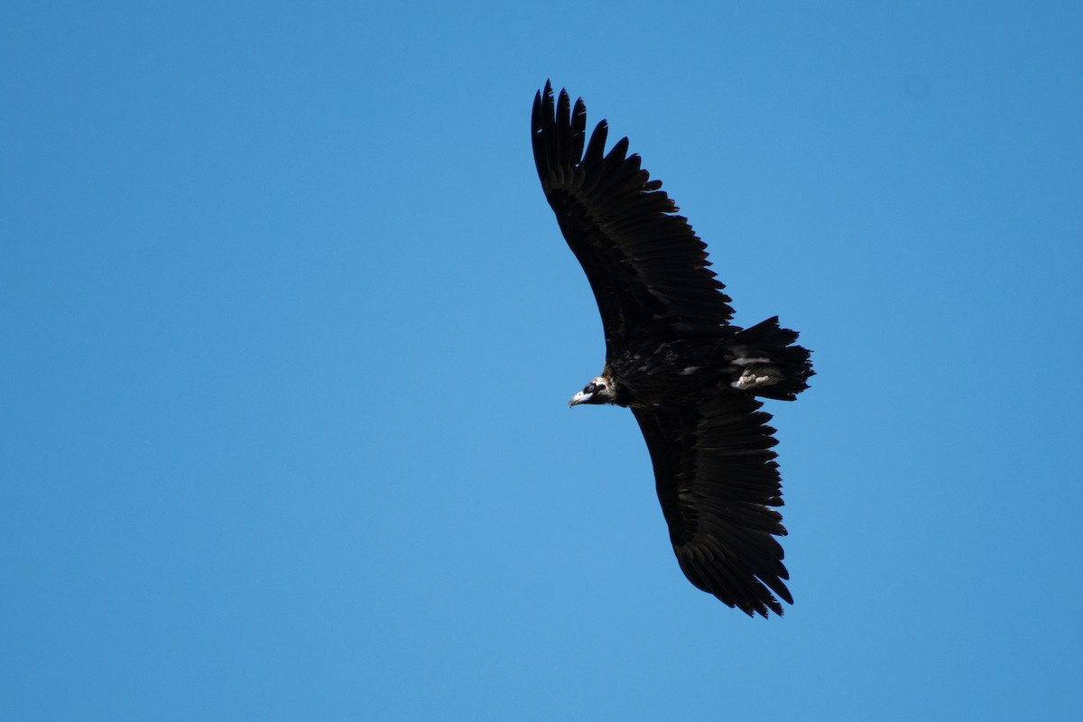 Cinereous Vulture - ML616596153
