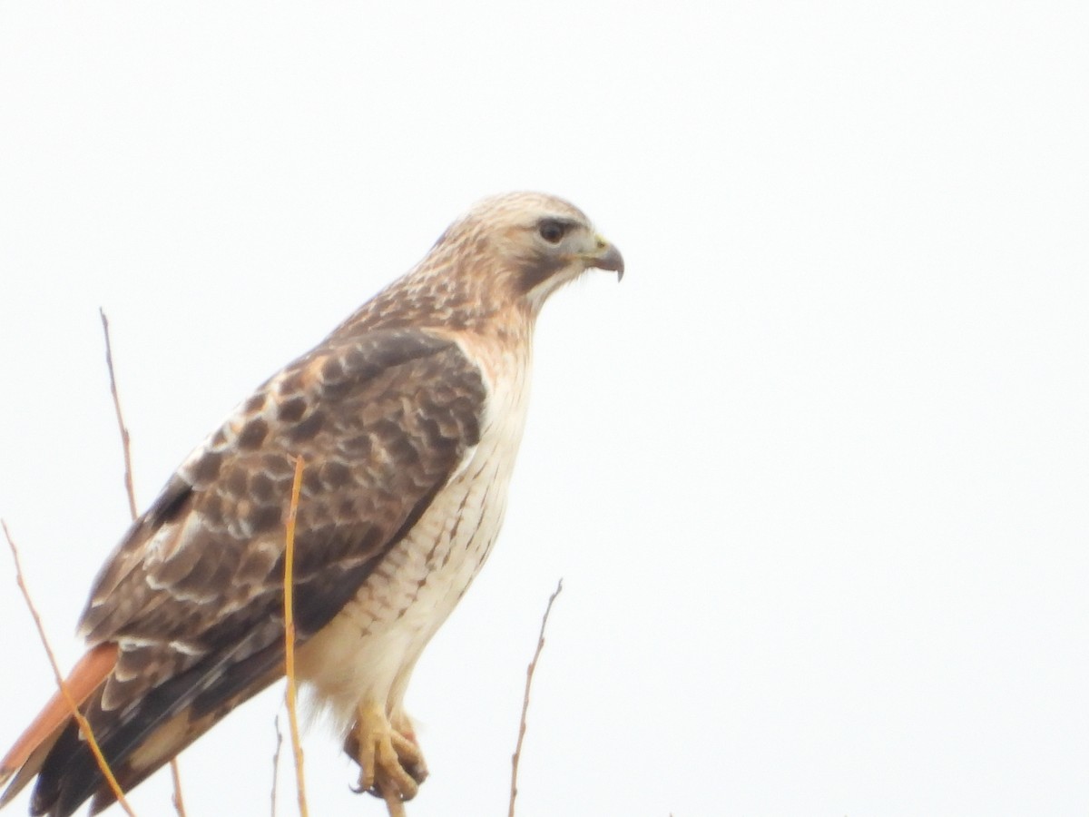 Red-tailed Hawk - Louis Cote