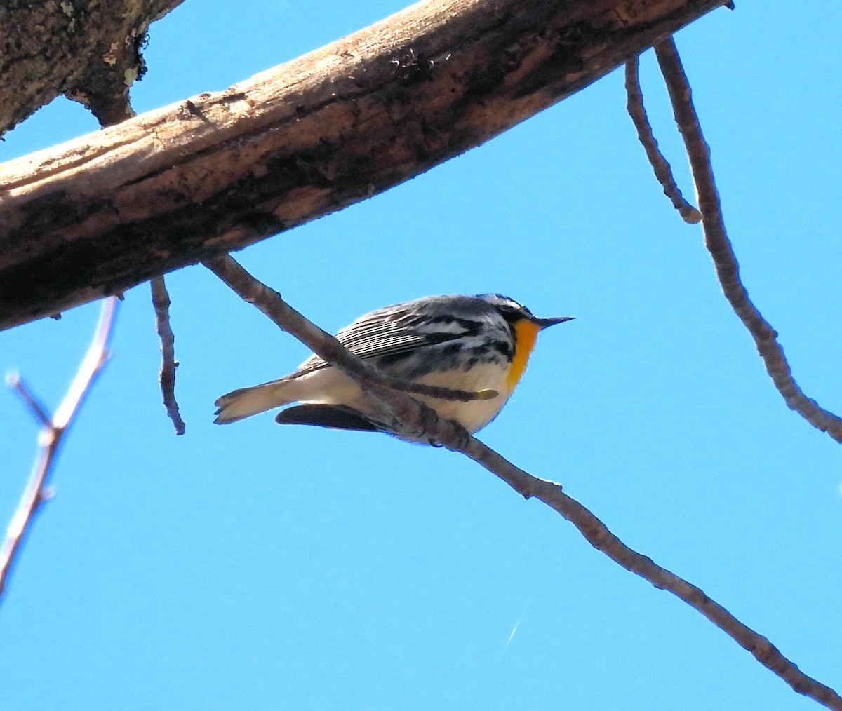 Yellow-throated Warbler - Jennifer and Scott Martin
