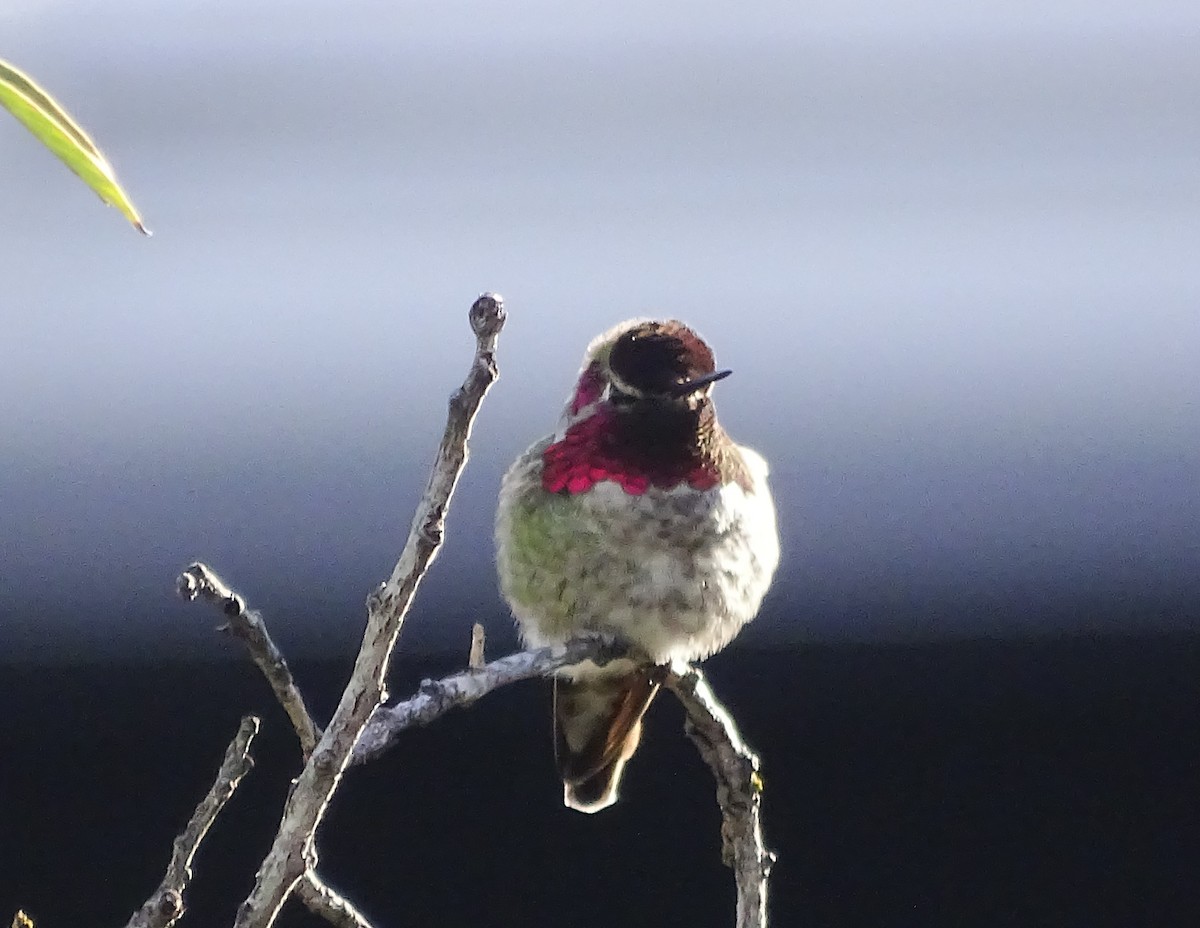 Anna's Hummingbird - ML616596190