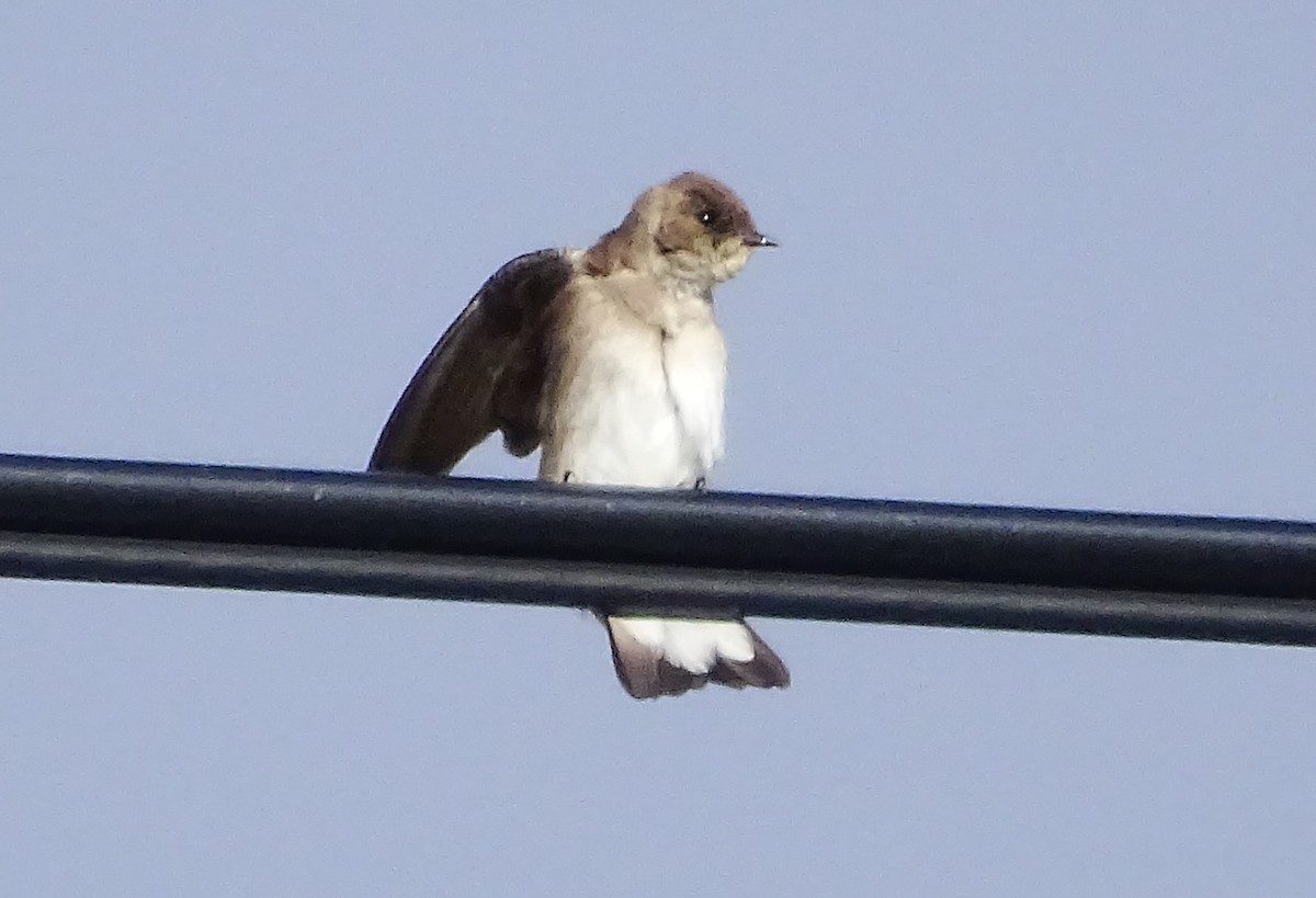 Northern Rough-winged Swallow - ML616596252
