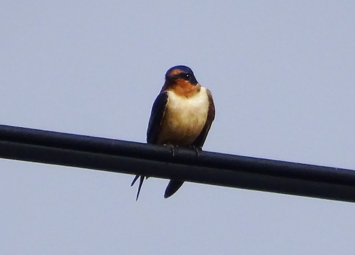 Barn Swallow - ML616596264