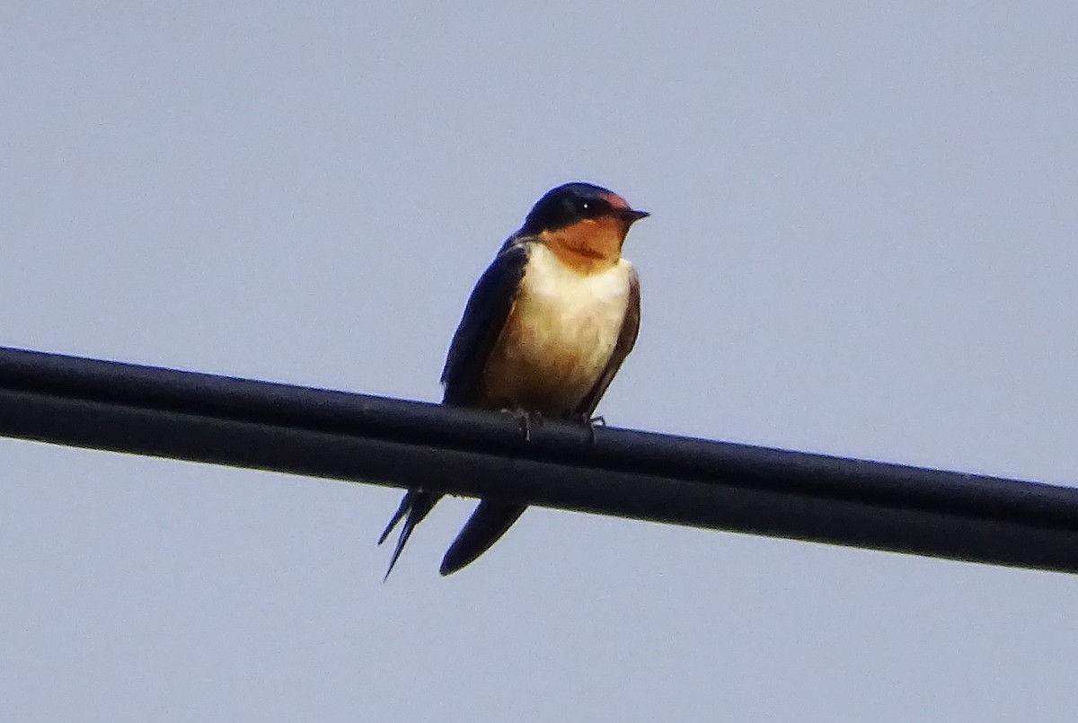 Barn Swallow - ML616596267