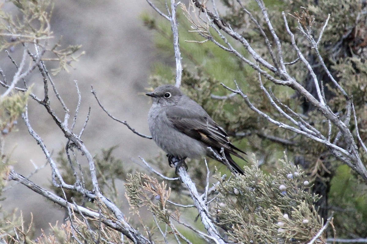 Townsend's Solitaire - ML616596290