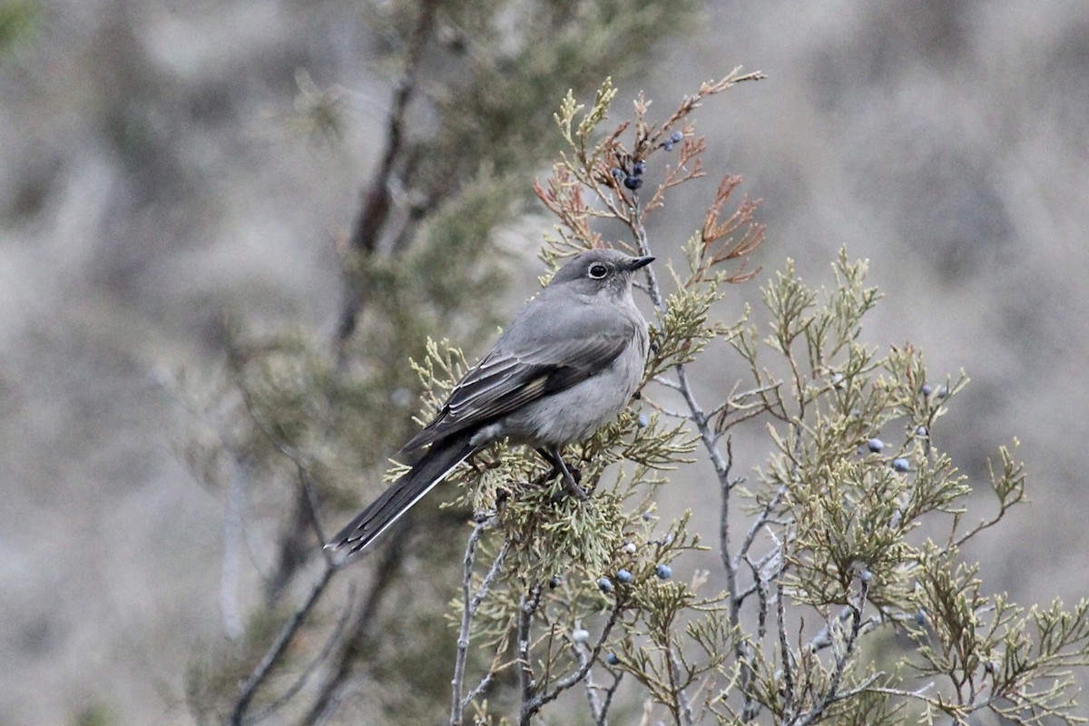 Townsend's Solitaire - ML616596291