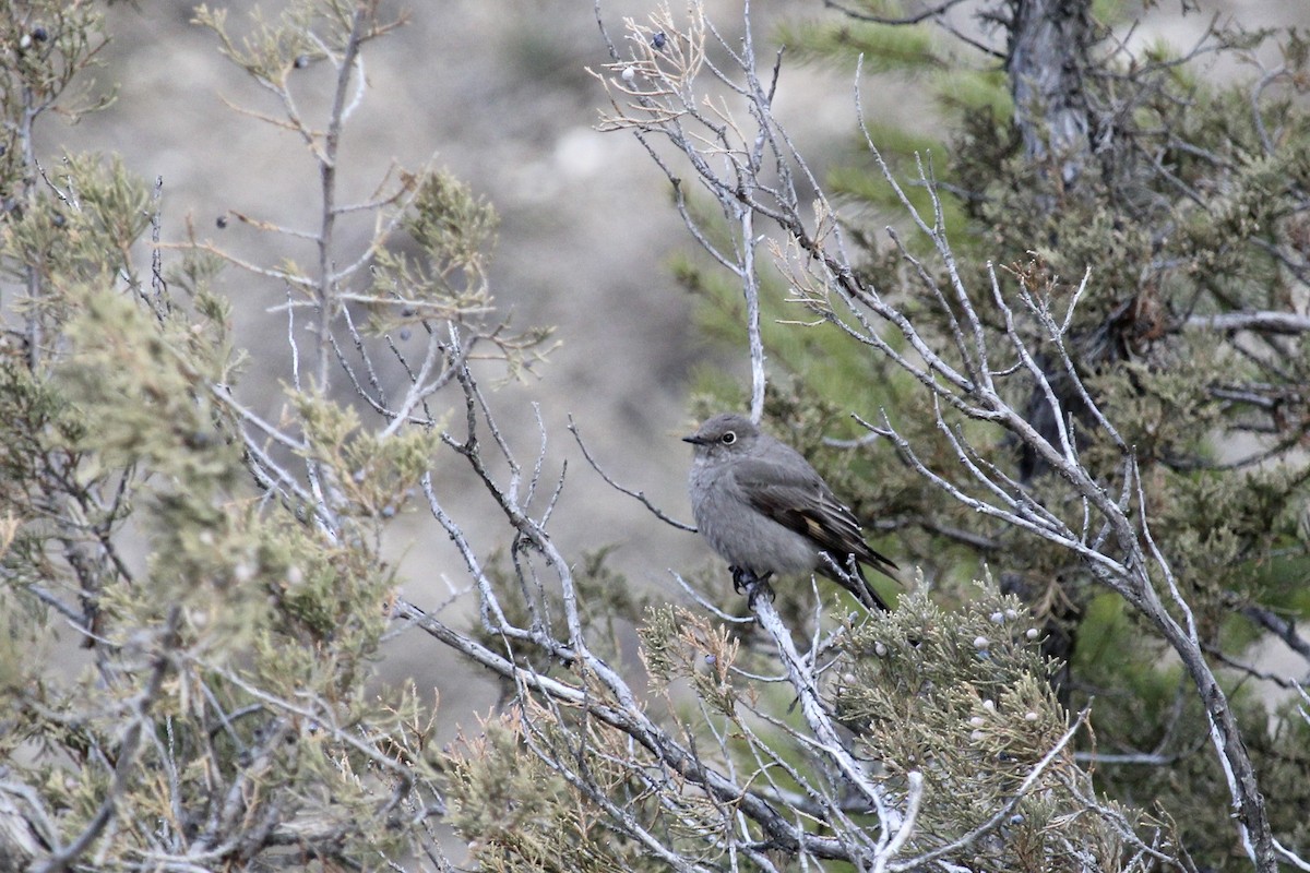 Townsend's Solitaire - ML616596292