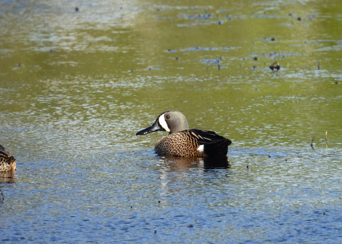 Blue-winged Teal - ML616596308