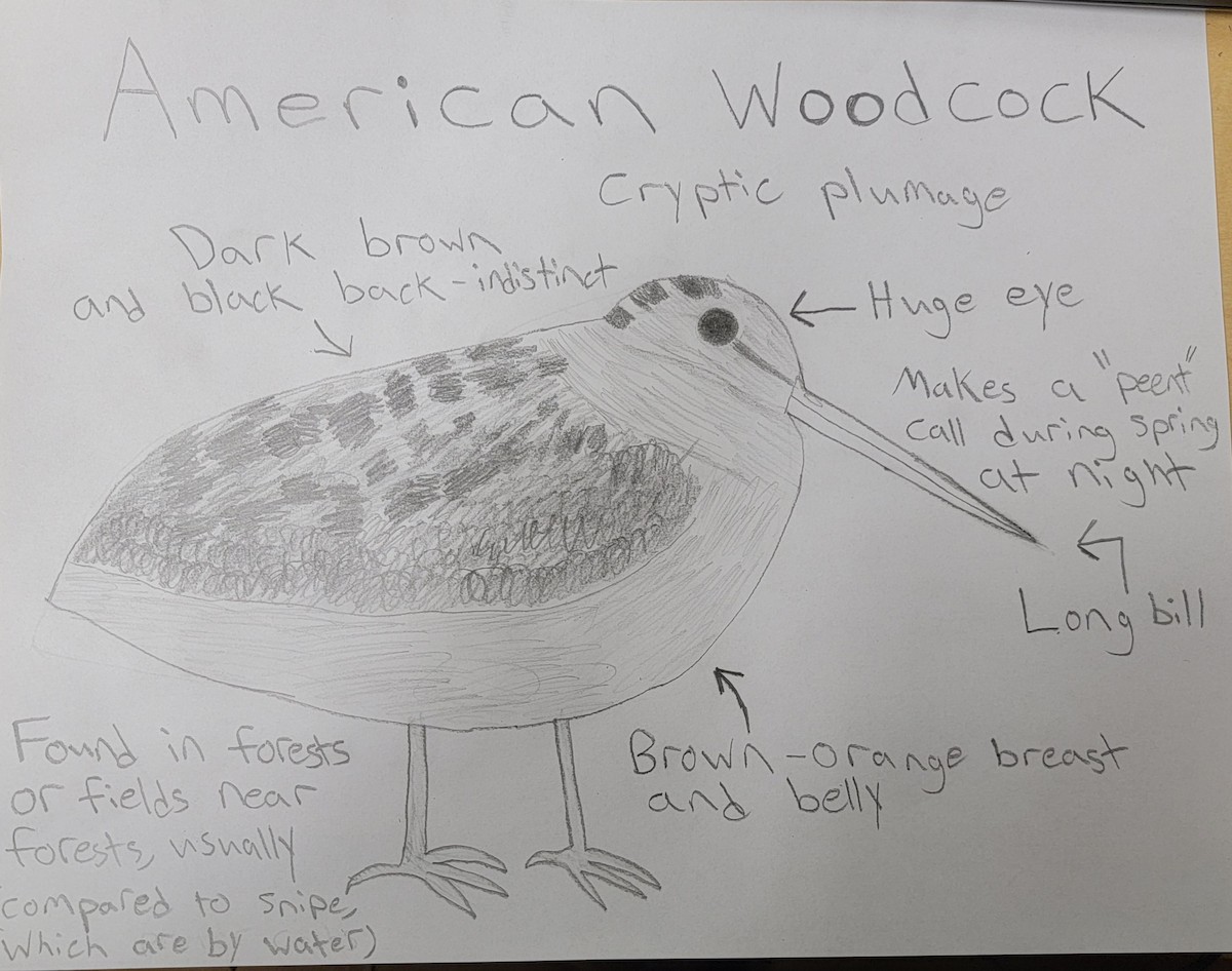 American Woodcock - Avery Dart