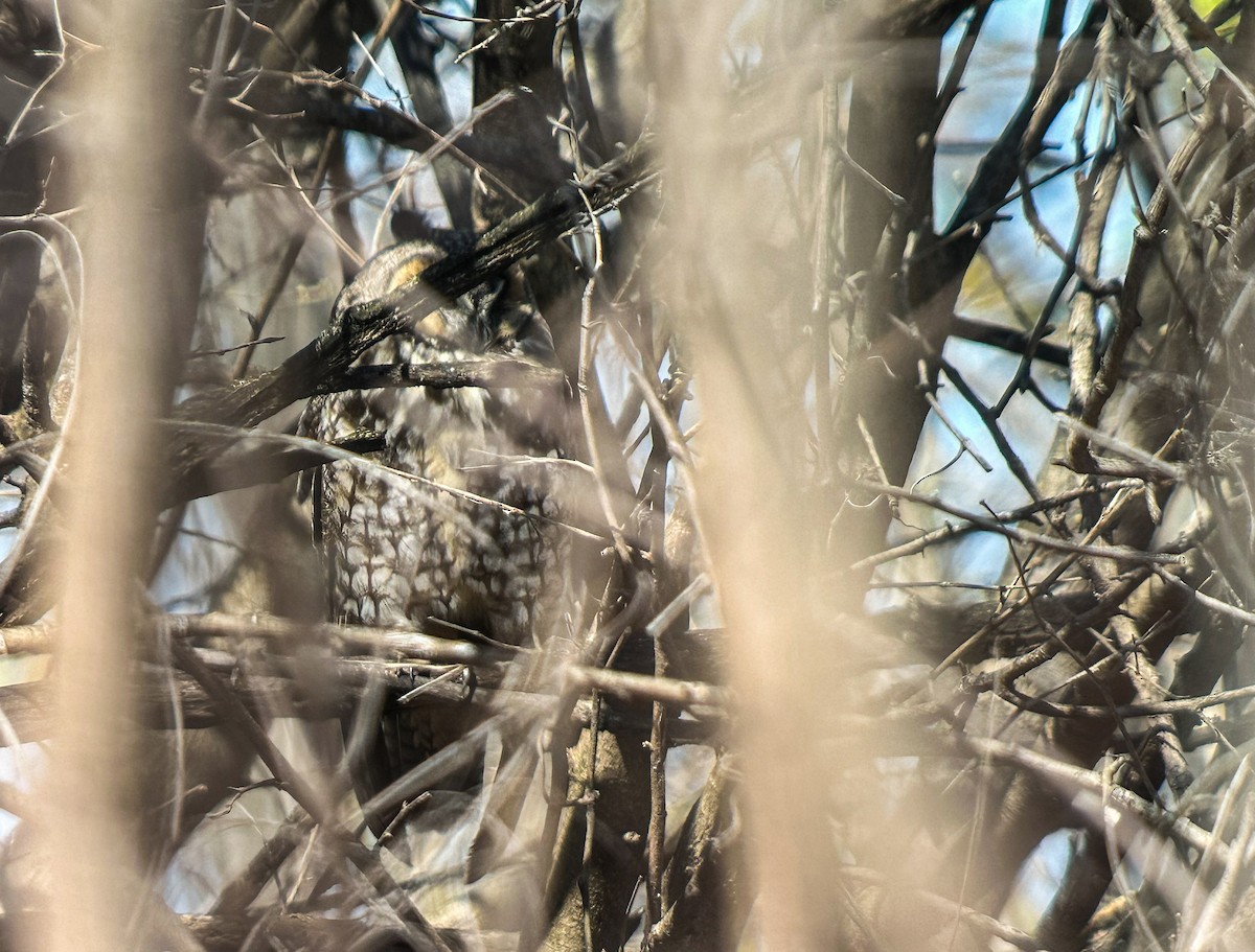 Long-eared Owl - ML616596328