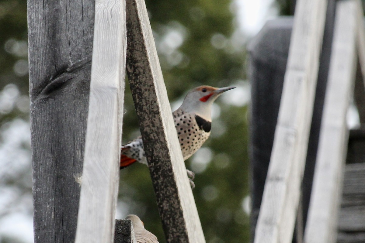Northern Flicker (Red-shafted) - Morgan O'Brien