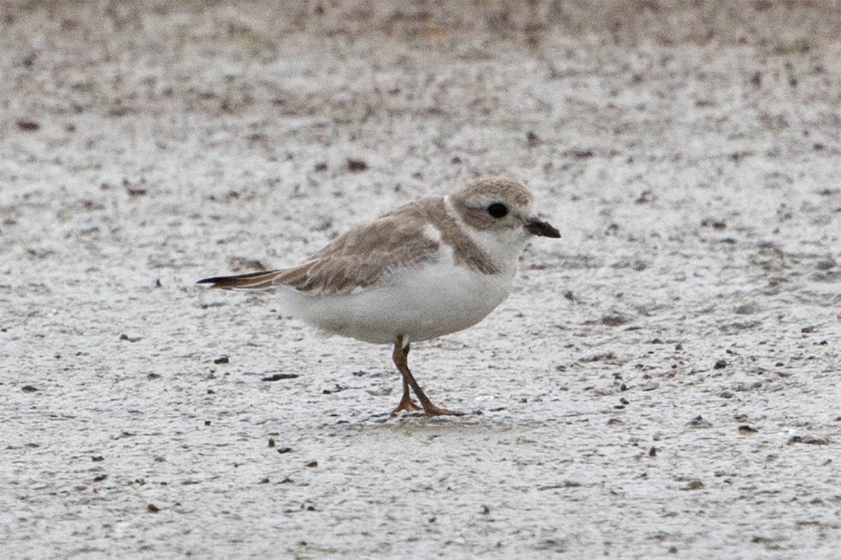 Piping Plover - ML616596341