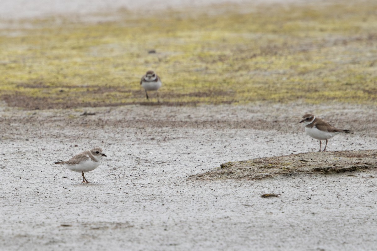 Piping Plover - ML616596344