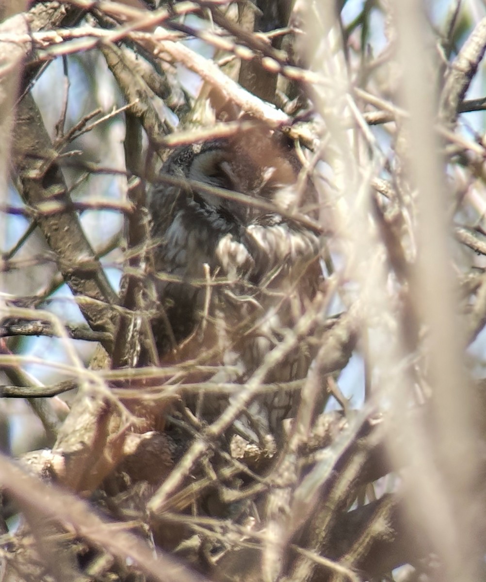 Long-eared Owl - Raymond VanBuskirk