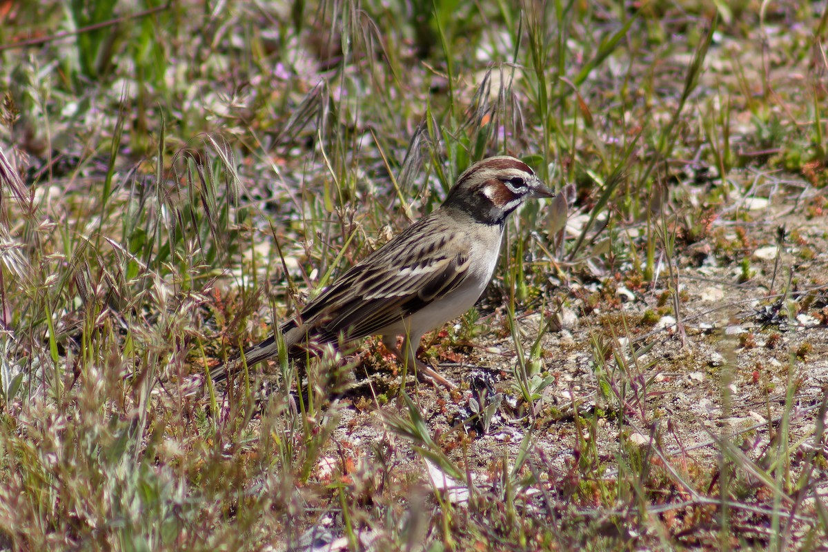 Lark Sparrow - ML616596526
