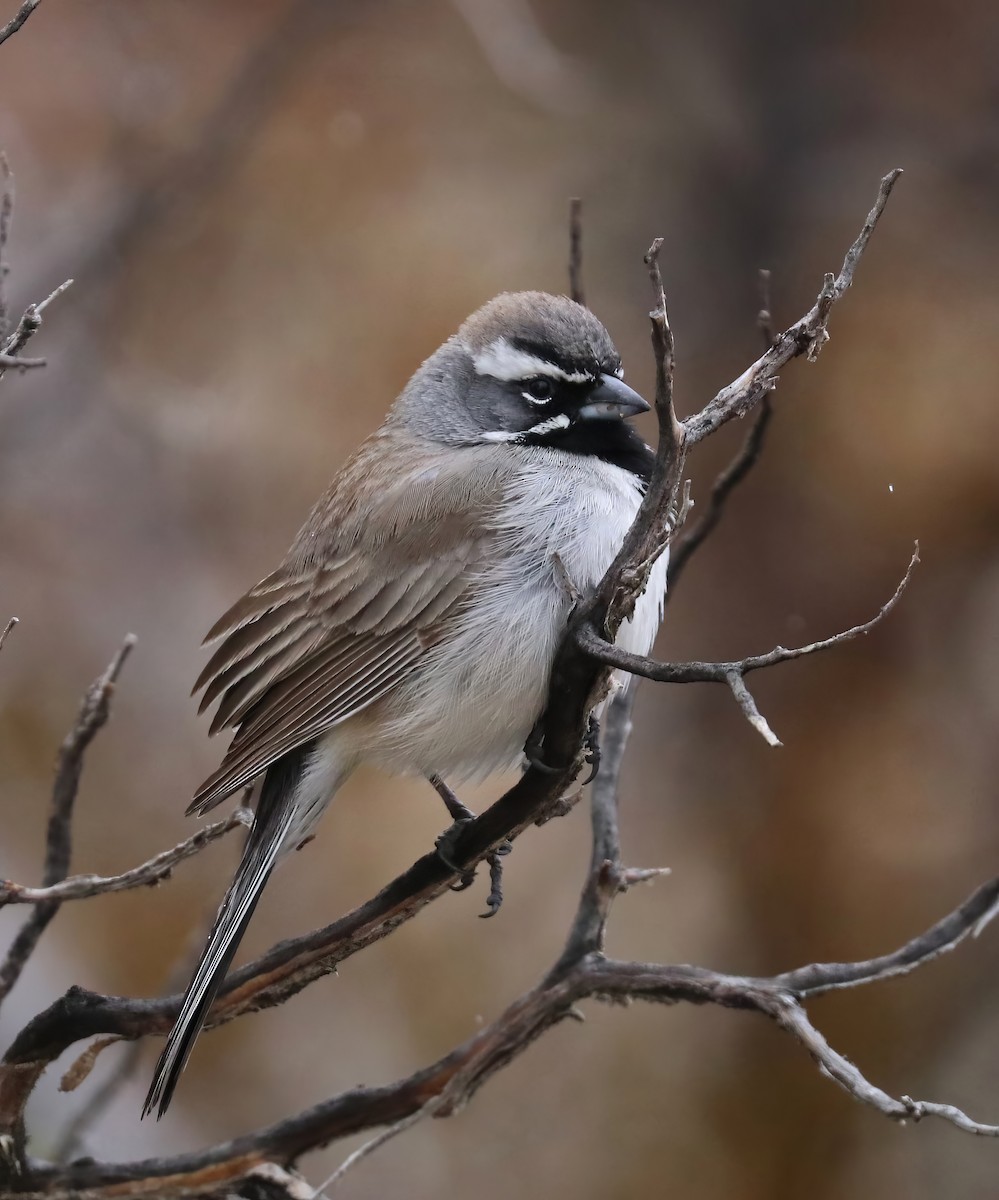 Black-throated Sparrow - David Ekdahl